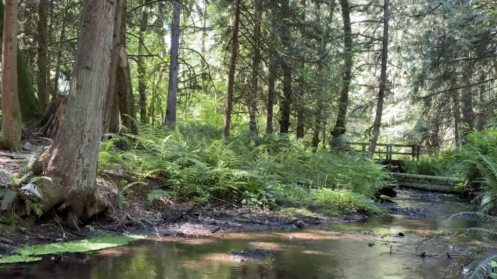 Mindful Sound Focus Meditation