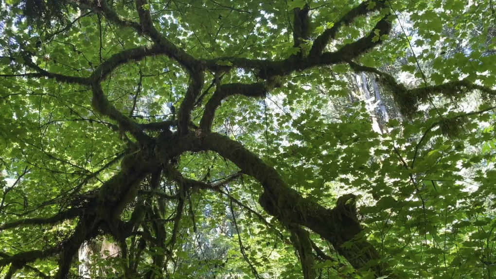 Body Self-Compassion