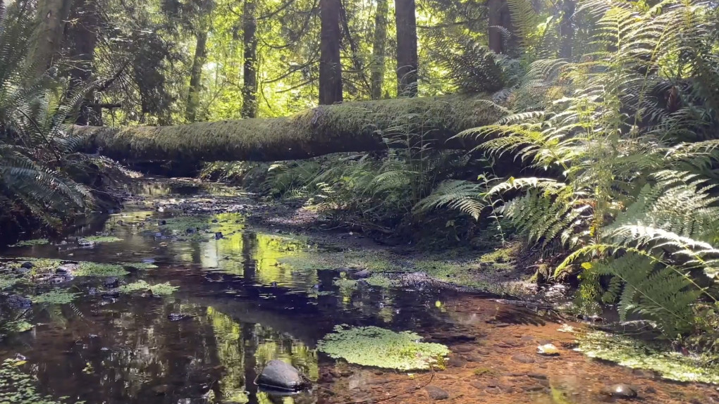 Self-Compassion for Sleep