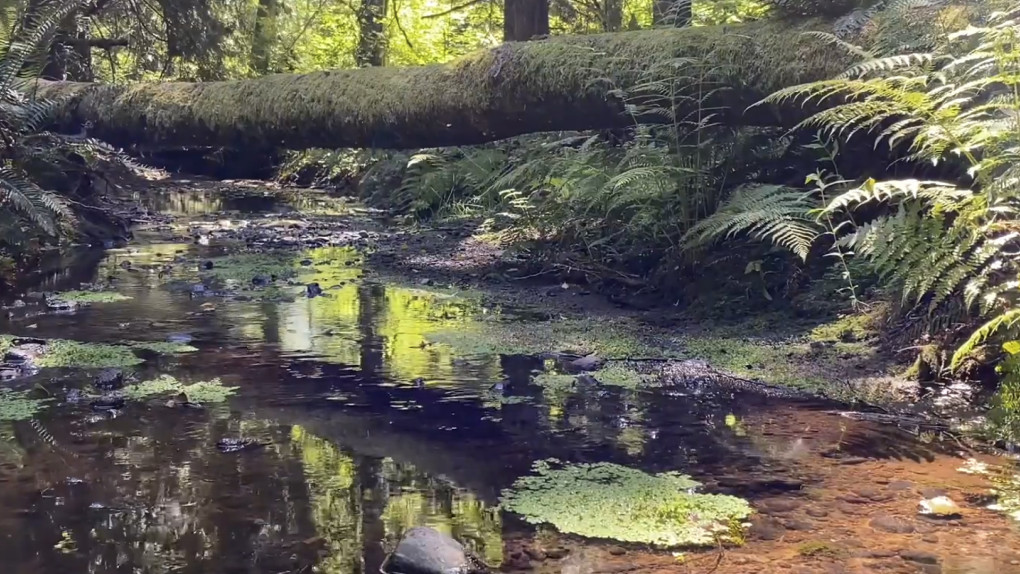 25 Minute Walking Mindfulness Meditation