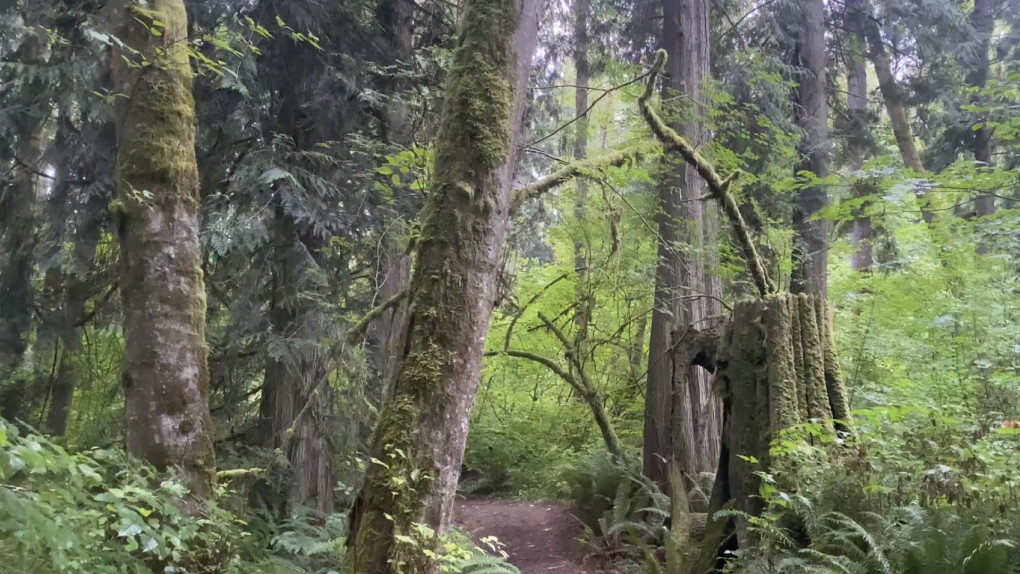 Guided Practice for Grounding